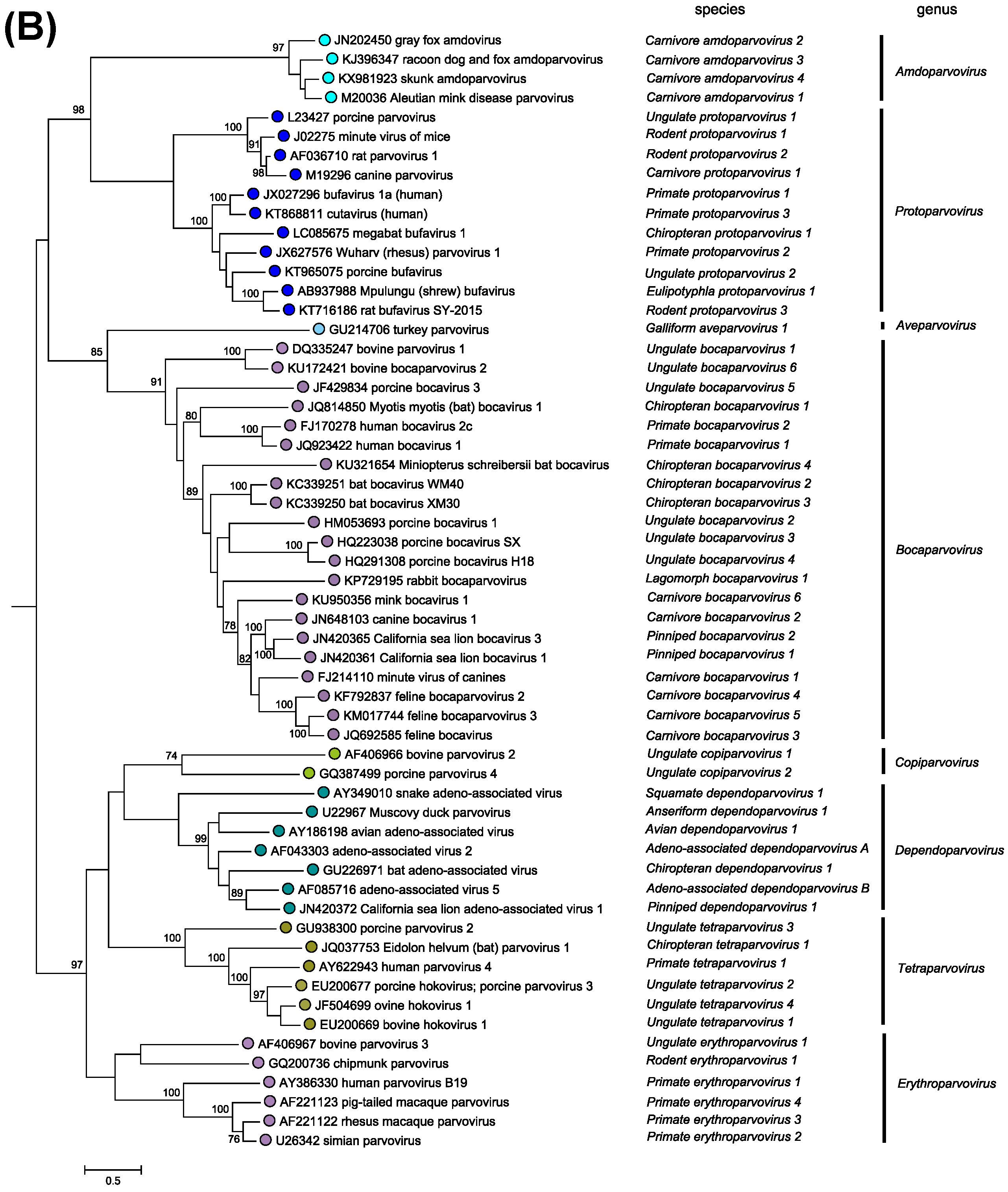 Subfamily Parvovirinae ICTV Subfamily Parvovirinae ICTV