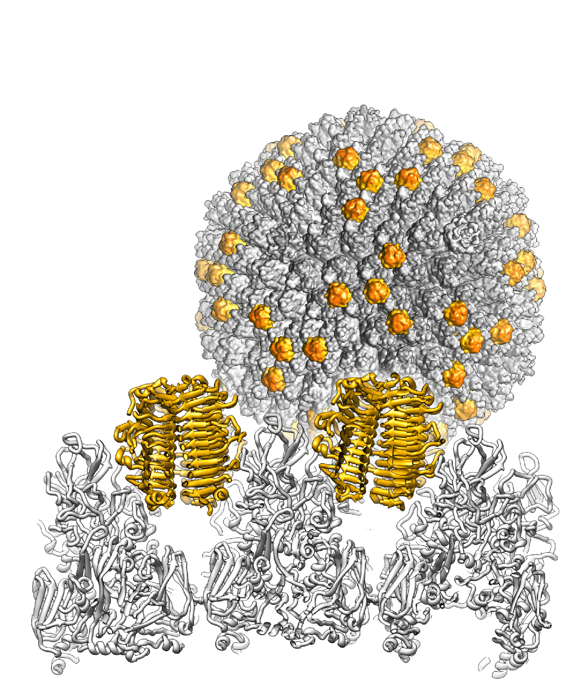 Atadenoviruses virion