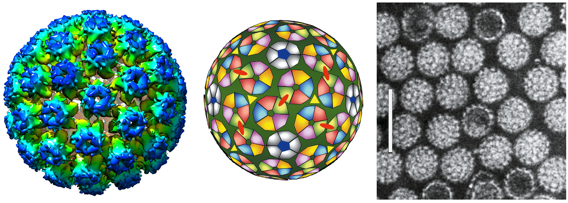 Papillomaviridae Figure 1