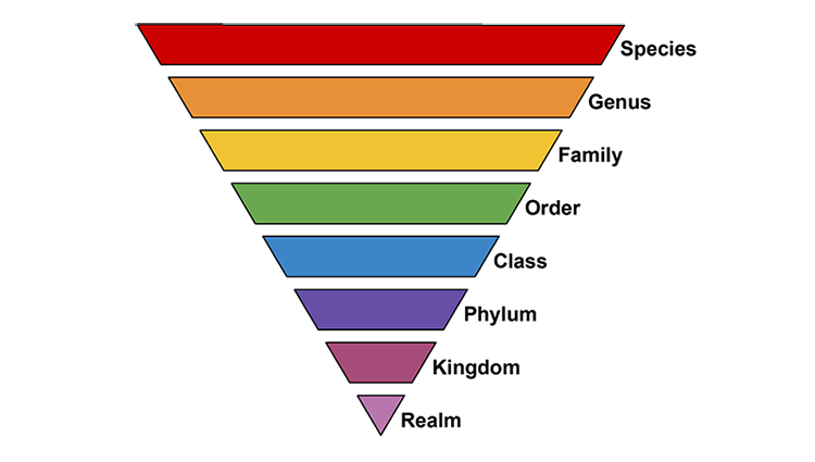 Taxonomic Ranks