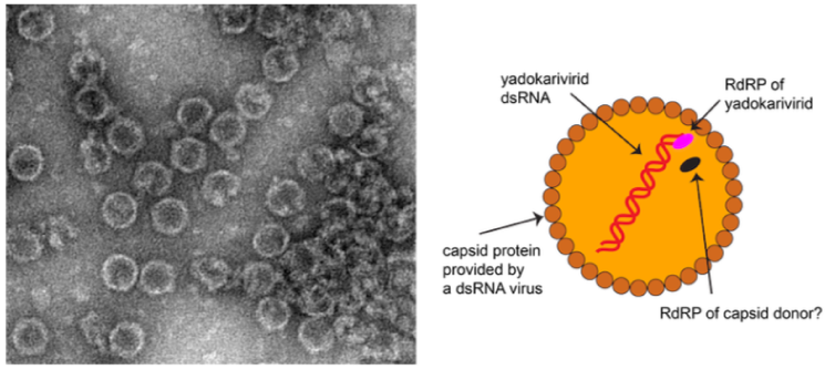 Yadokariviridae