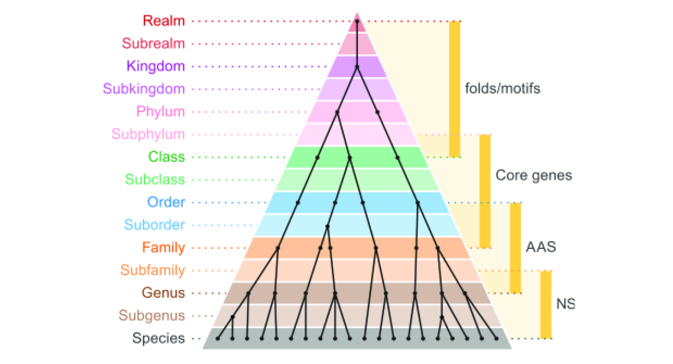 Universal virus taxonomy