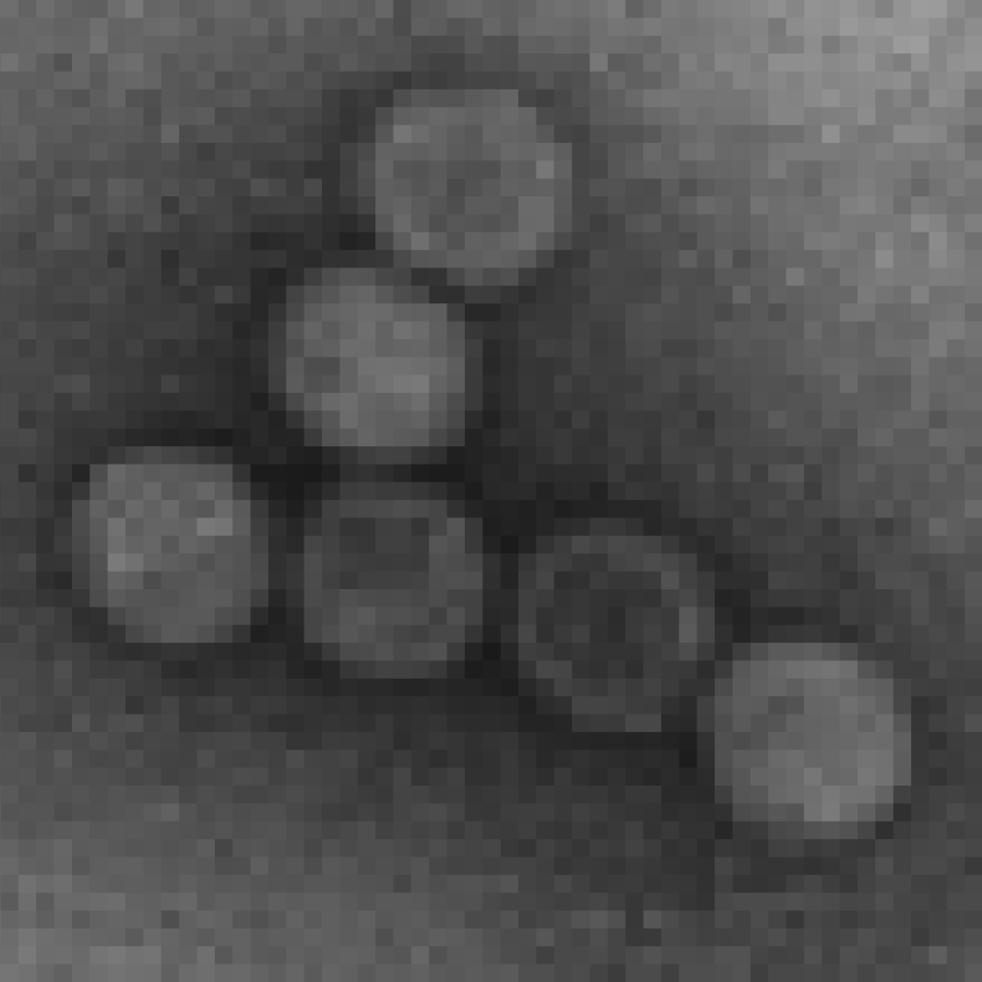 Simuloviridae virion