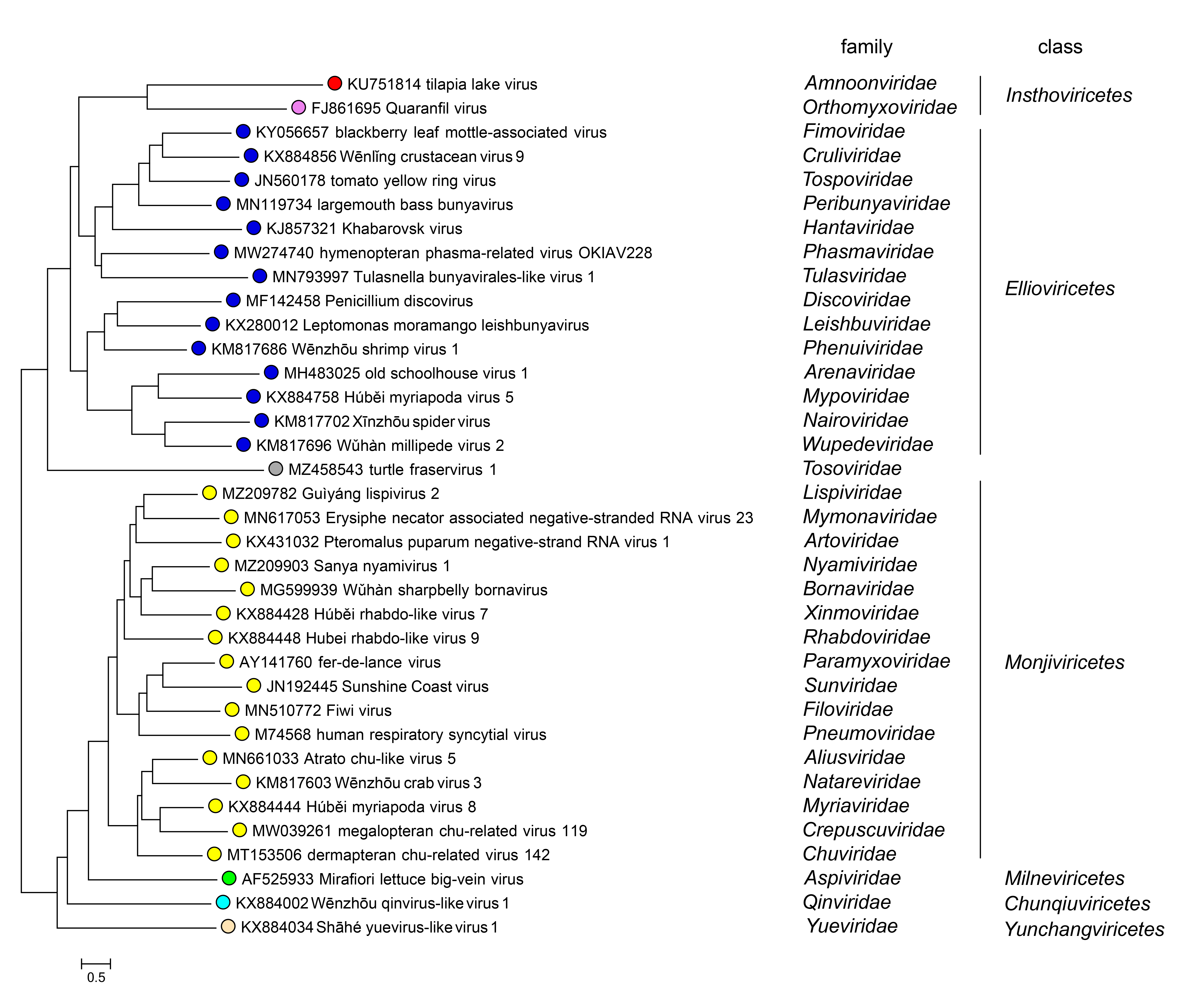 Amnoonviridae phylogeny