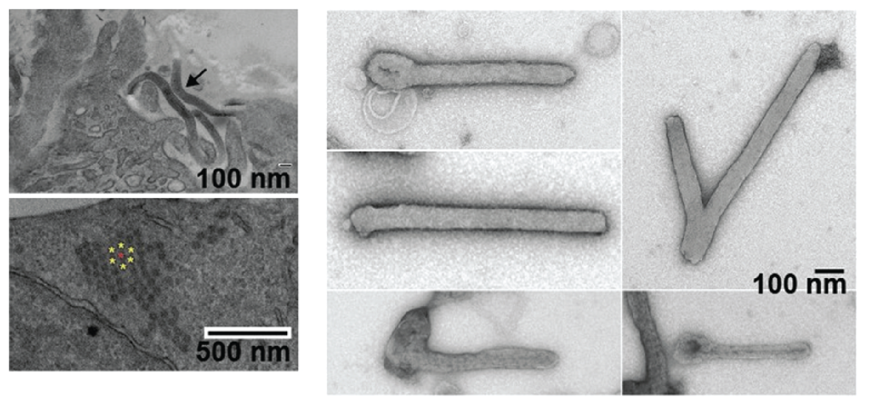 Cuevavirus morphology