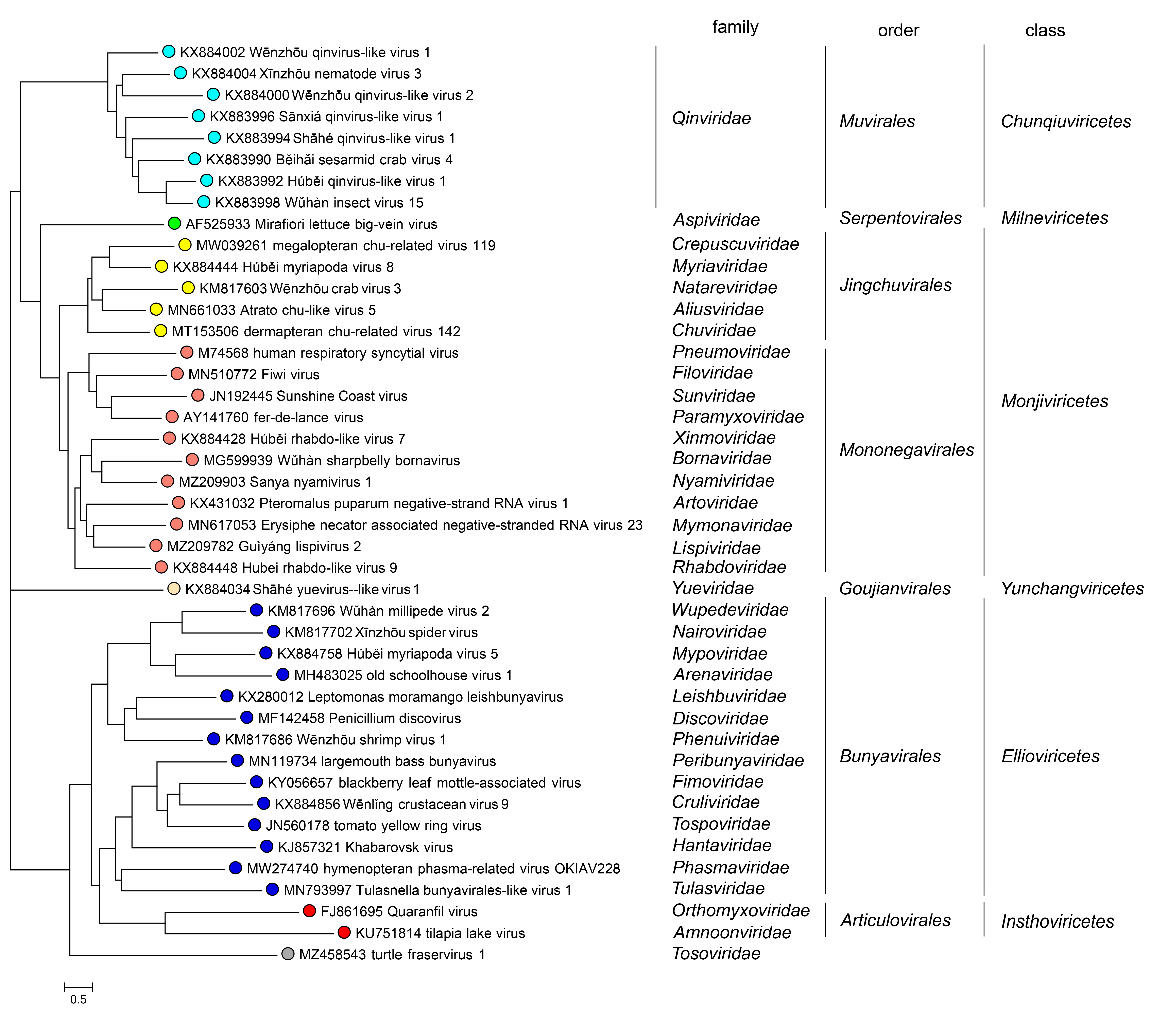 Qinviridae phylogeny