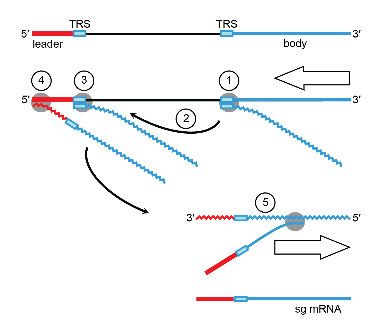 Coronaviridae: gene expression