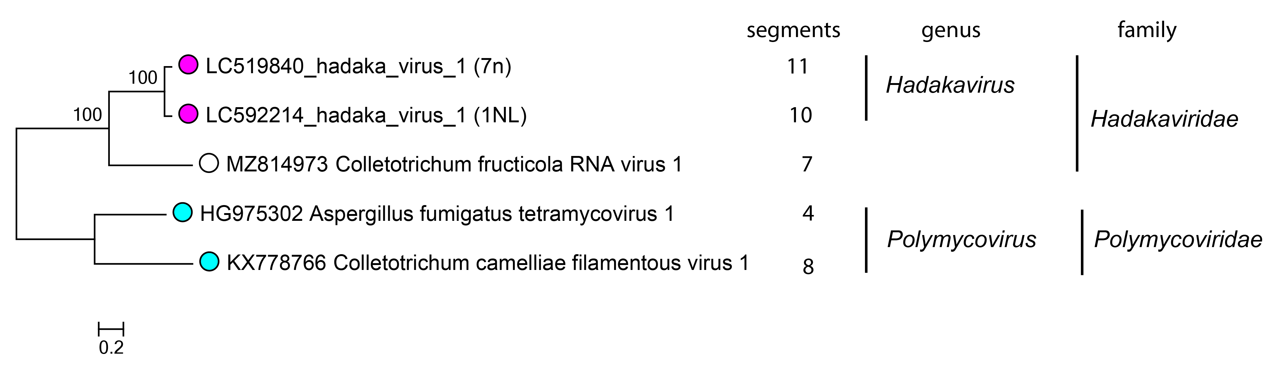 Hadakaviridae phylogeny