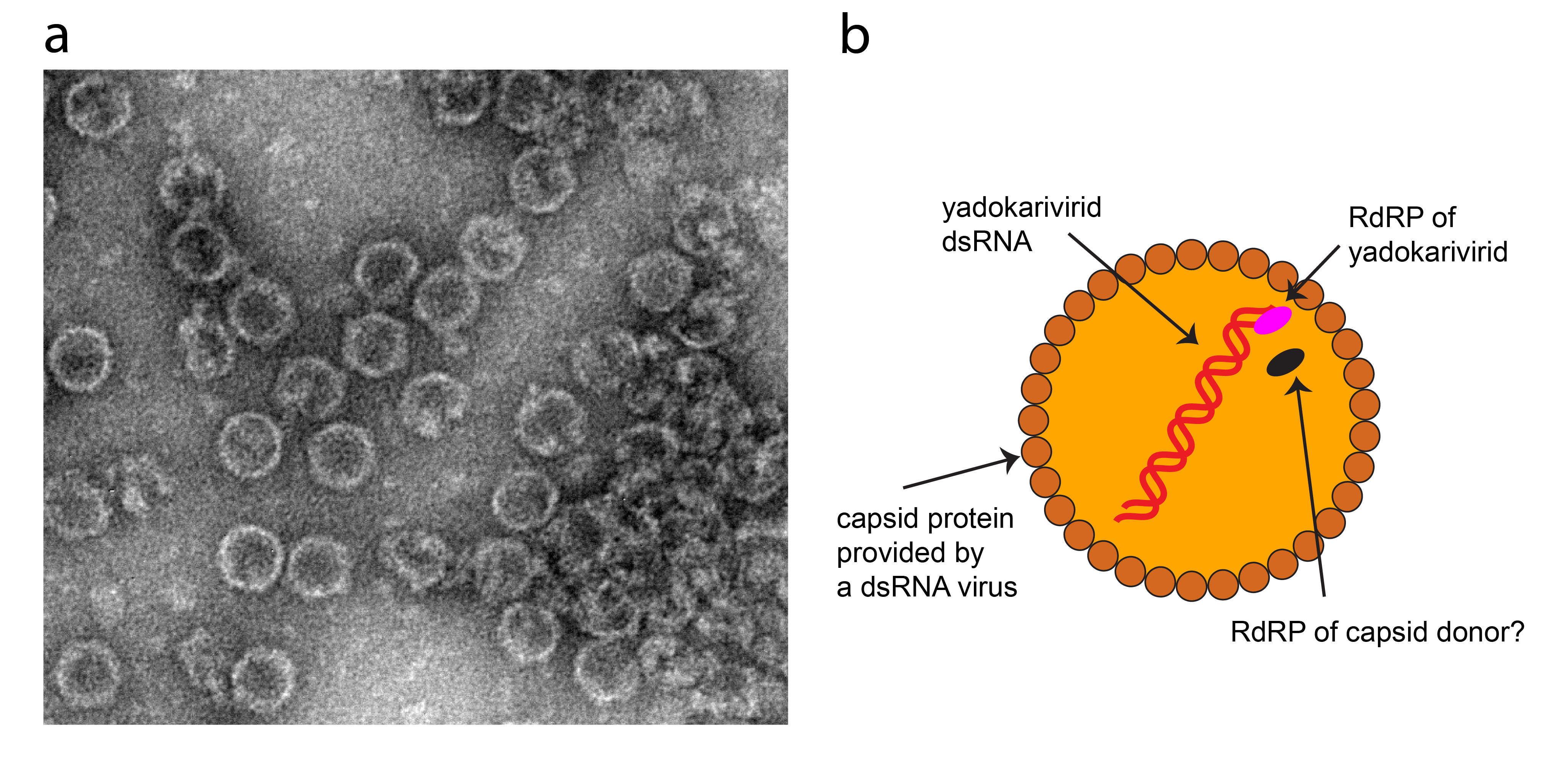 Yadokariviridae - virion structure