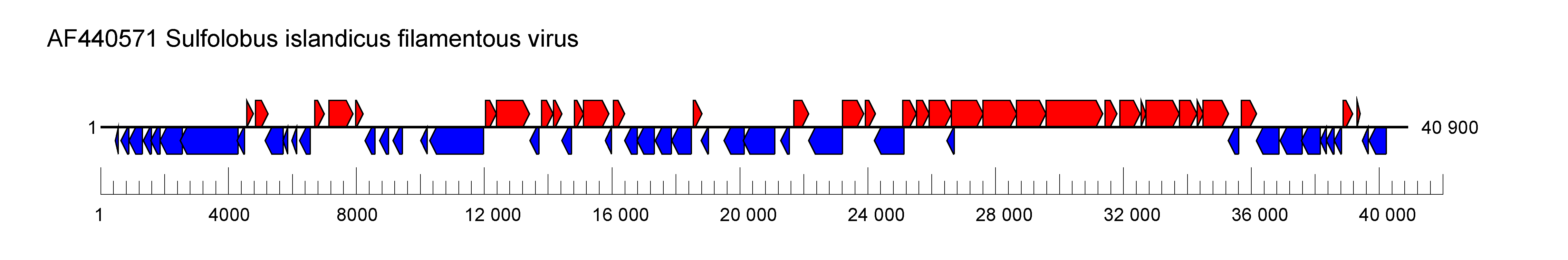 Lipothrixviridae genome
