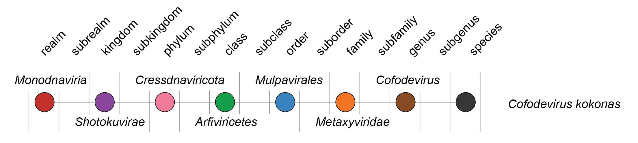Family Metaxyviridae (Interim Report) ICTV